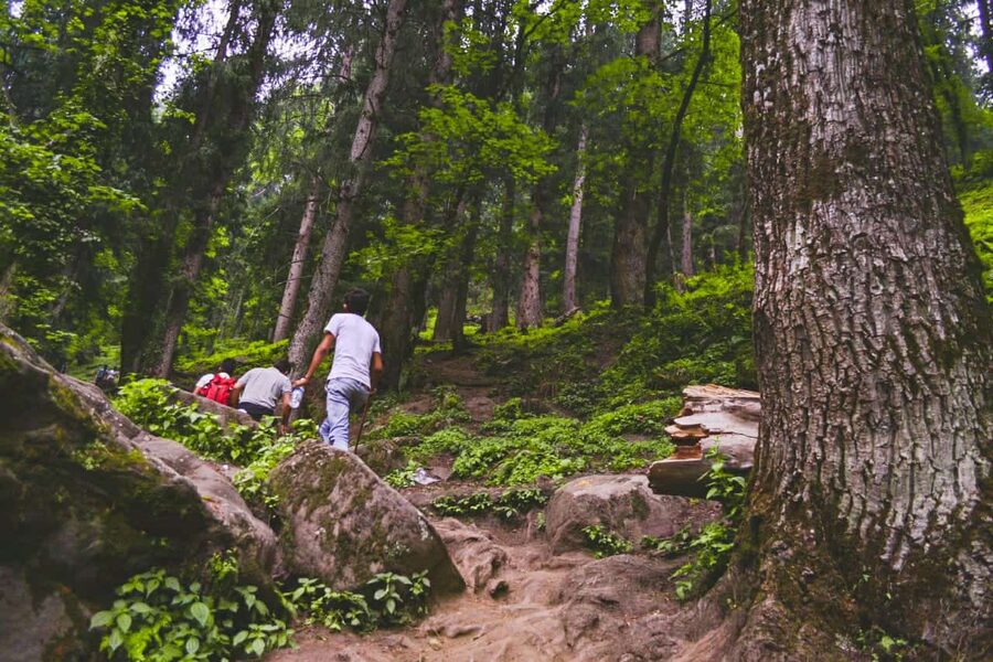 Trail on the Kheerganga trek through Parvati Valley pine forest
