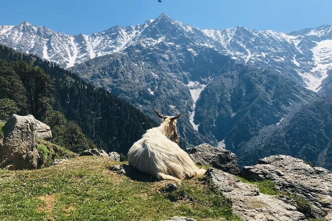Triund Trek with Manu Adventures India - Meeting at Bhagsu Nag and Starting the Climb on Schedule