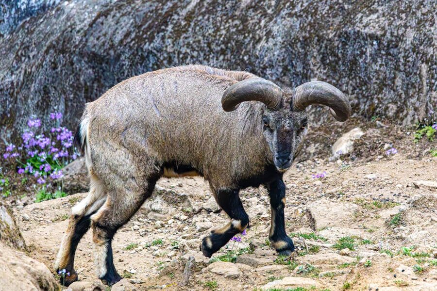 A Himalayan blue sheep (bharal) on rocky terrain among purple wildflowers.