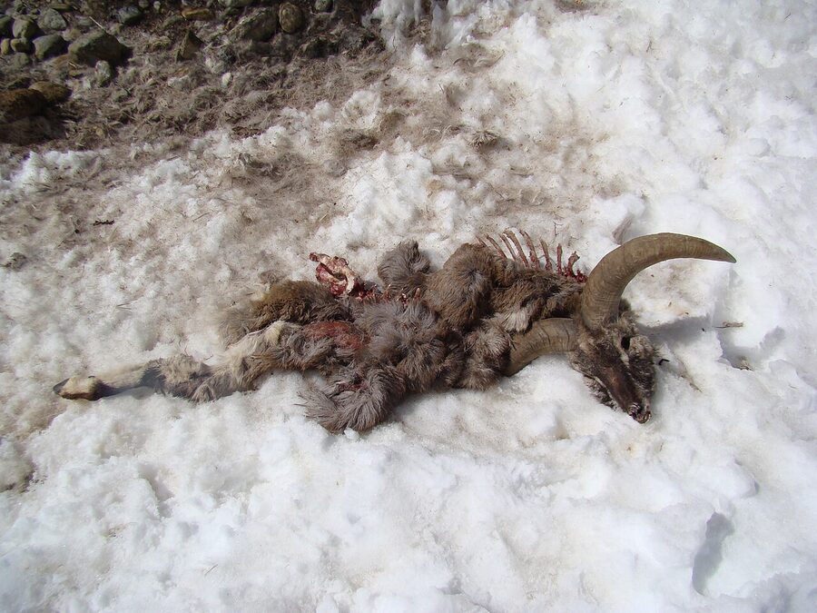 A bharal (Himalayan blue sheep) in Spiti, the principal prey of the snow leopard.