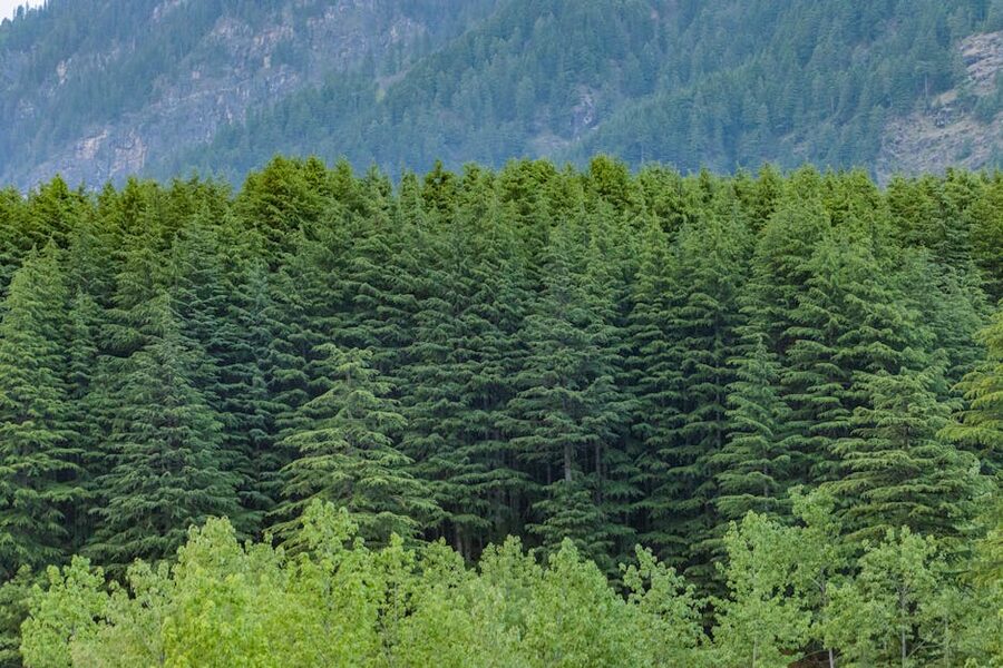 Deodar forest in the Kullu Valley, the dominant habitat of the lower Khirganga and Inderkilla parks.