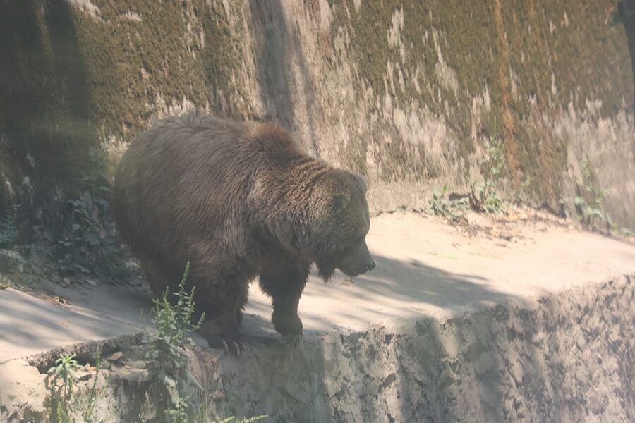 A Himalayan brown bear photographed at Kufri Zoo near Shimla.