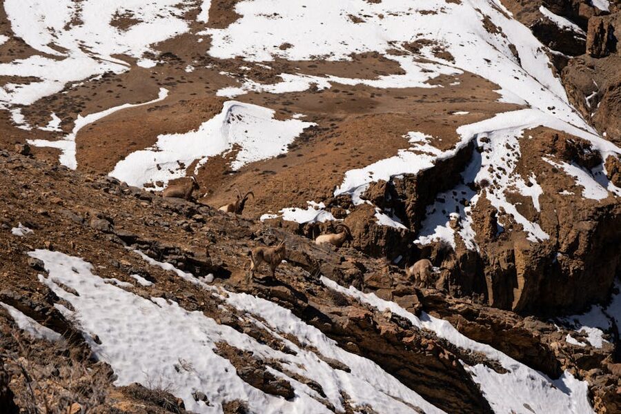 The wider Spiti Valley landscape with ibex country in view.