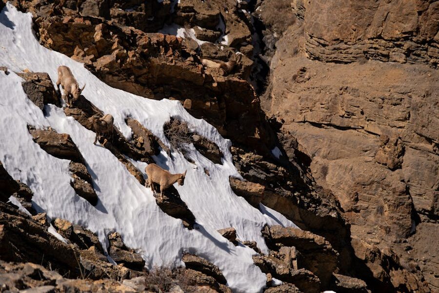 A Himalayan ibex on a snowy slope in Spiti Valley.
