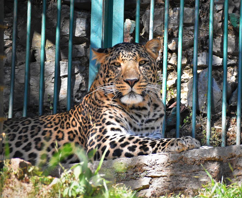 A leopard at Chail, Himachal Pradesh.