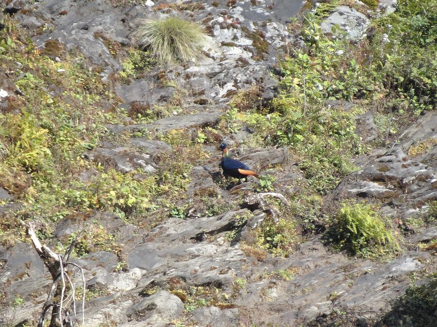 A male Himalayan monal pheasant in full display, showing the iridescent plumage.