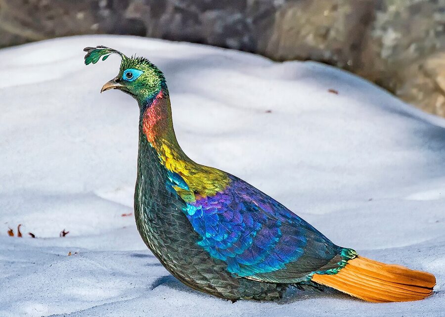 A Himalayan monal foraging on snow.