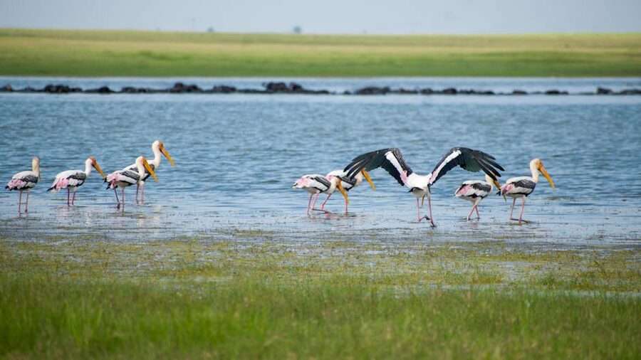 Painted storks at an Indian reservoir.