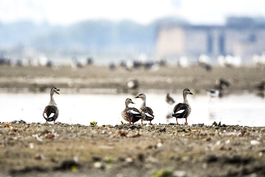 Waterbirds gathered at a wetland mudflat in winter.