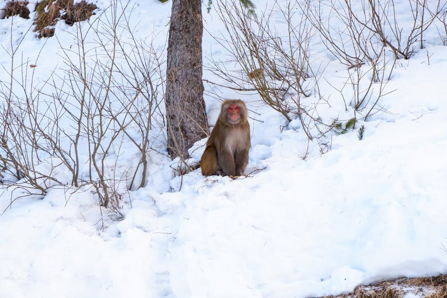 A rhesus macaque sitting in winter snow at Kufri, Himachal Pradesh.