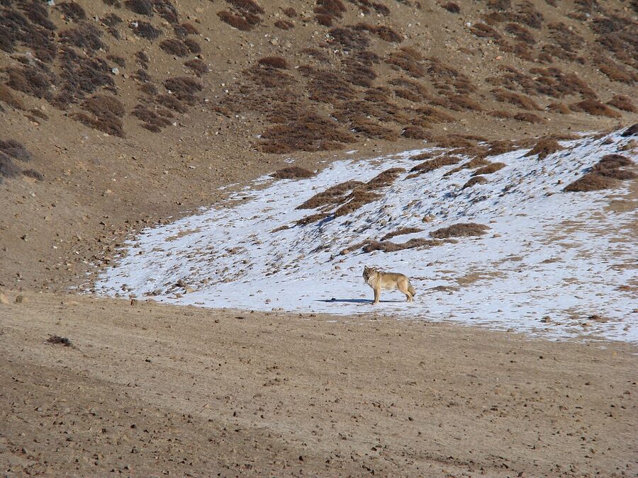A Tibetan wolf photographed in Spiti.