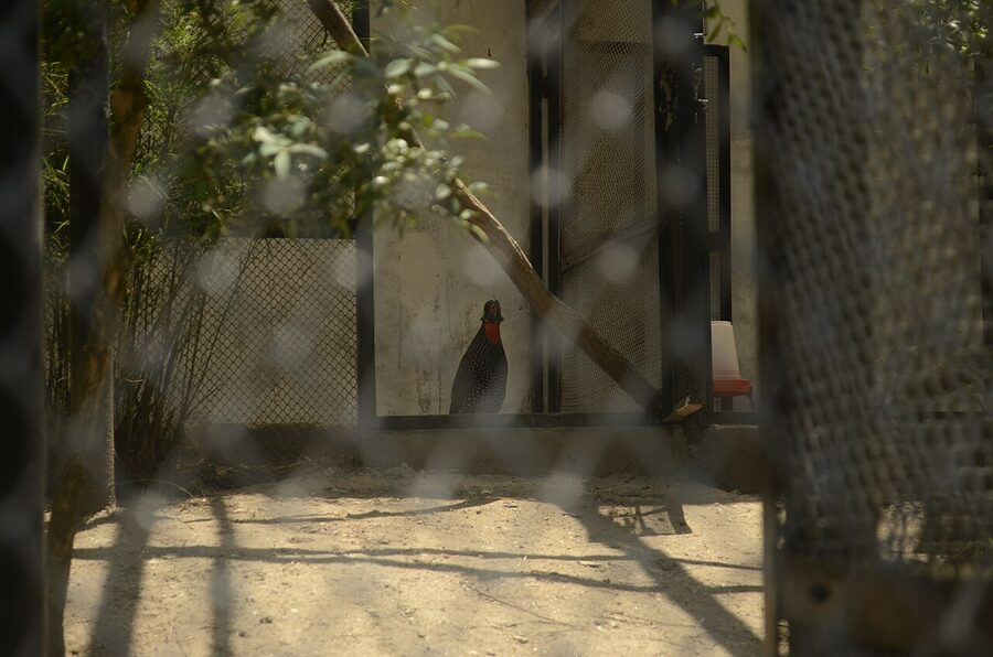 A captive male western tragopan at the Sarahan Pheasantry in Himachal Pradesh.